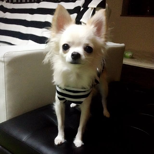honeyさんの実例写真