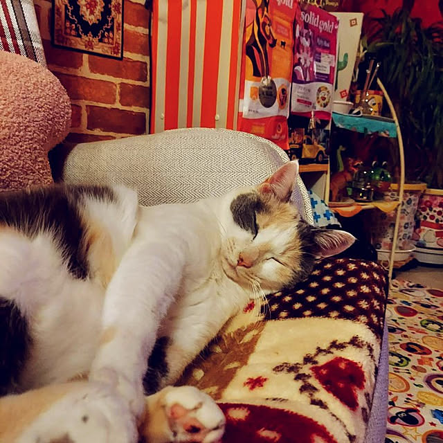 kumutanさんの実例写真