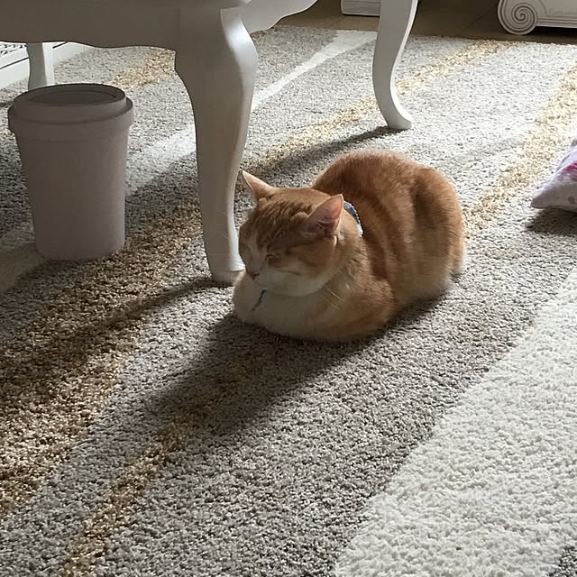 korinkorinさんの実例写真