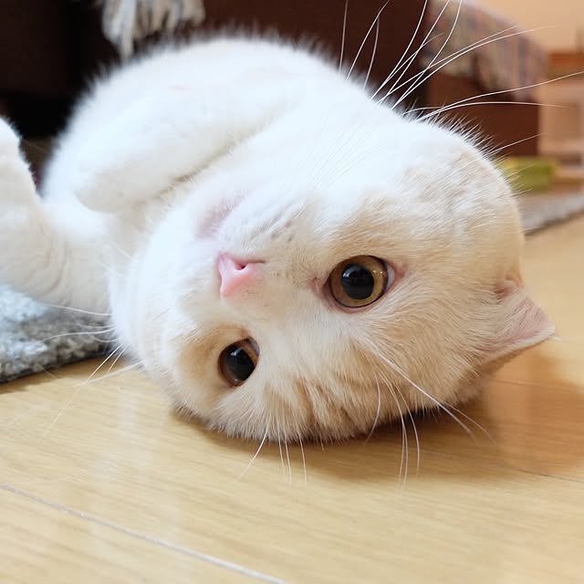 hara0707さんの実例写真