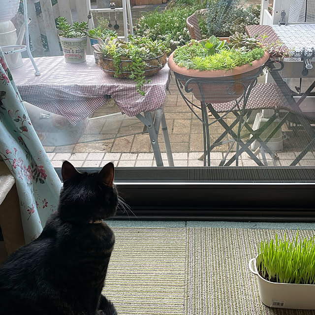 momocchiさんの実例写真