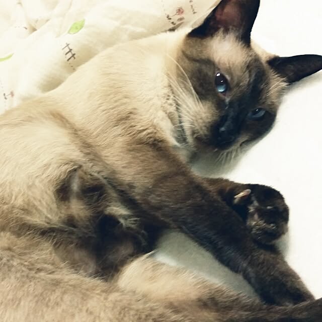 chatnoirさんの実例写真