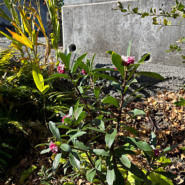 SIELUさんの部屋