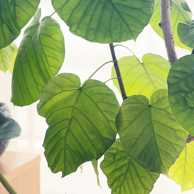 Anthuriumさんの部屋