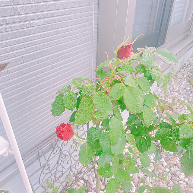 akiko-ovさんの部屋