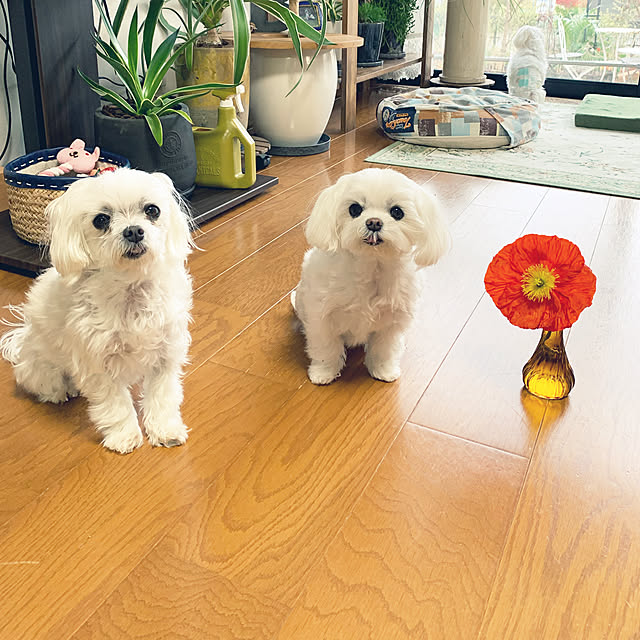 ponyoさんの実例写真