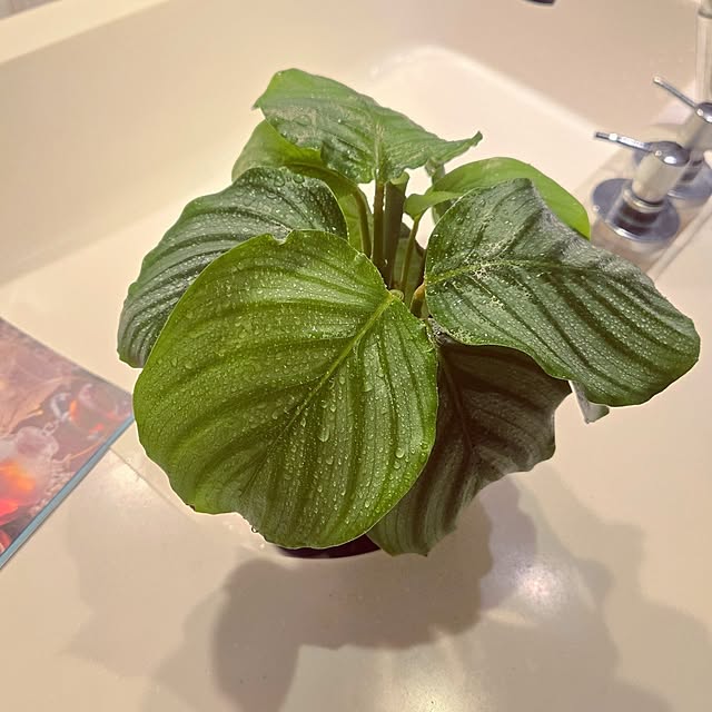 mutyukingさんの実例写真