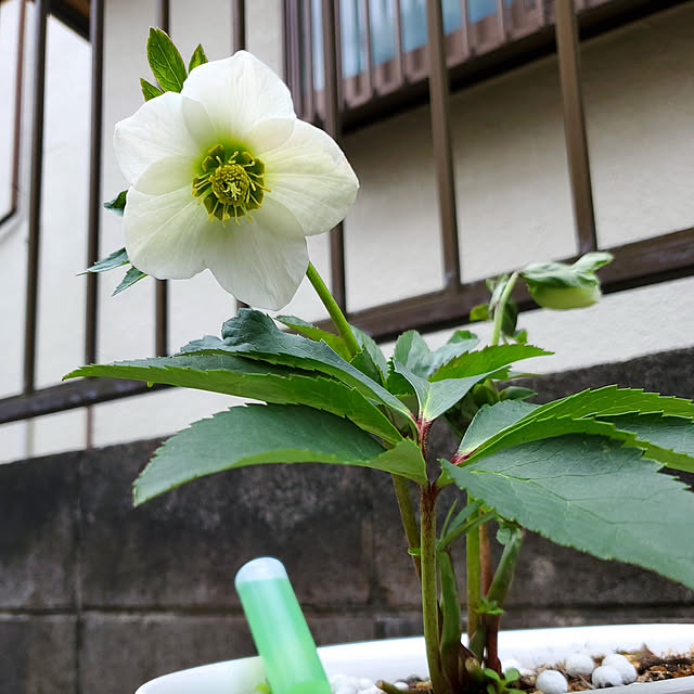 totoroさんの実例写真