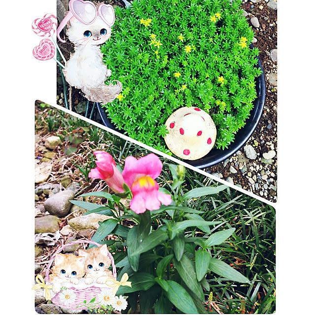cherrycherryさんの実例写真
