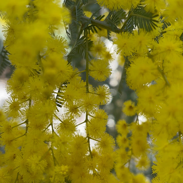 mameshibaさんの実例写真