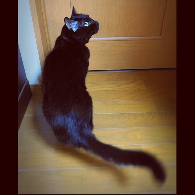 aromameさんの実例写真