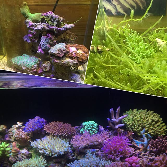 aquarium_seaさんの実例写真