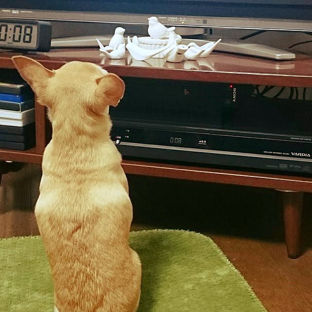 shirogomaさんの実例写真
