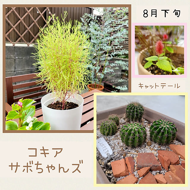 suzuさんの実例写真