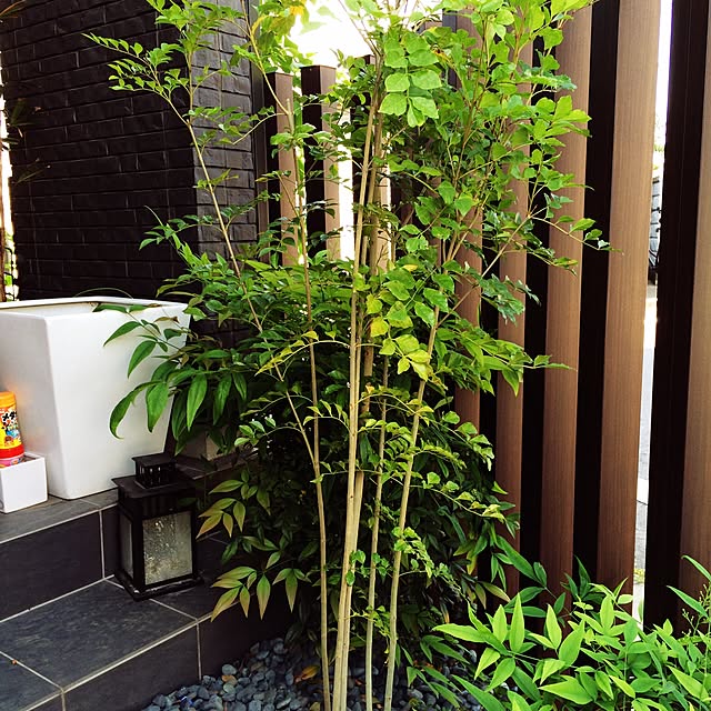 yasuyoさんの実例写真