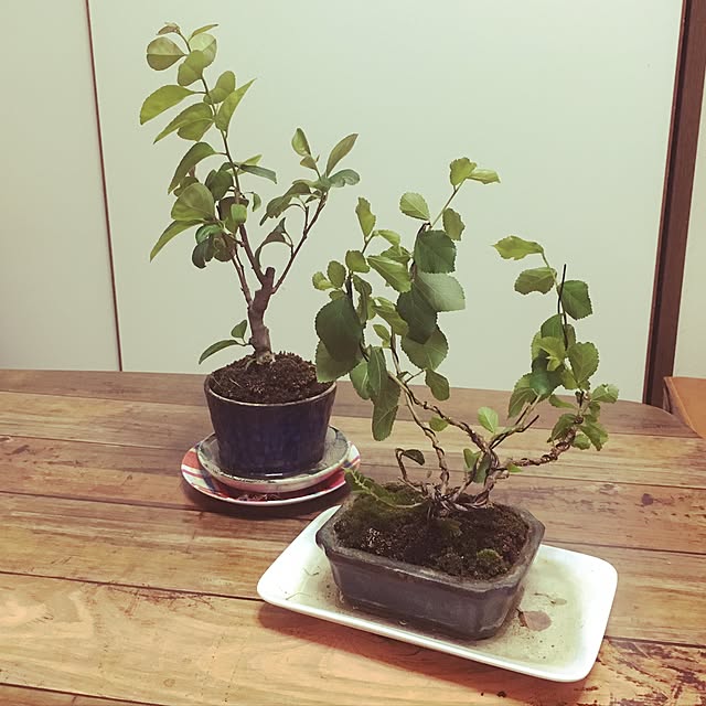 lockさんの実例写真