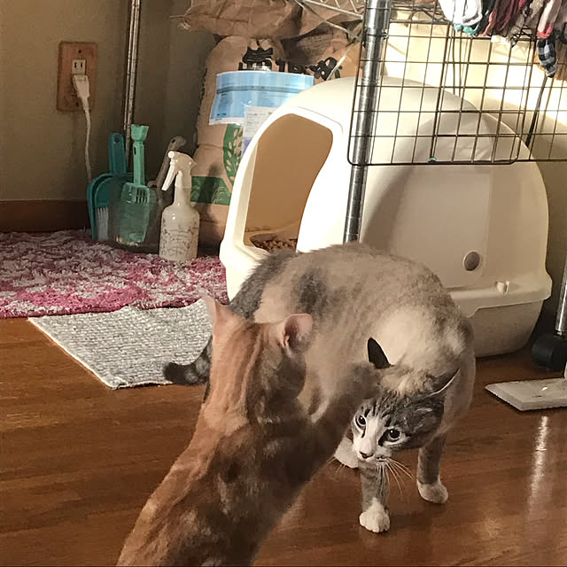 rasuさんの実例写真