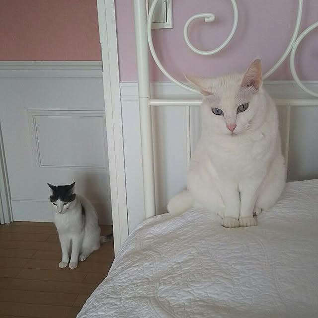 sakuraさんの実例写真