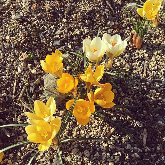 miyaさんの実例写真