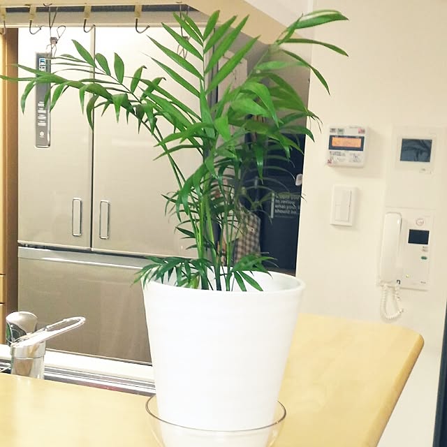 harunatumamaさんの実例写真