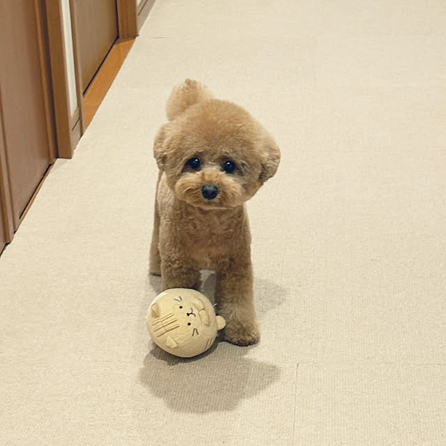 kawauso15さんの部屋