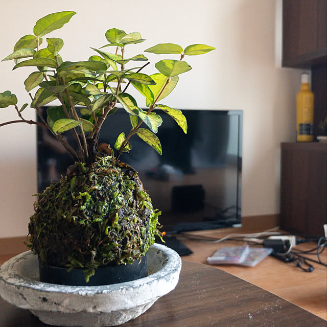ナチュラル/一人暮らし/雑貨/観葉植物/机のインテリア実例 - 2019-08-04 17:27:58