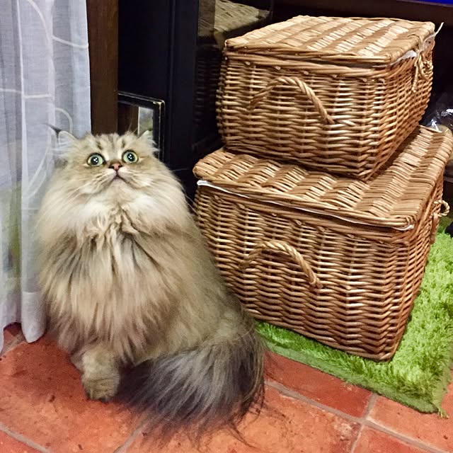 butachanさんの実例写真