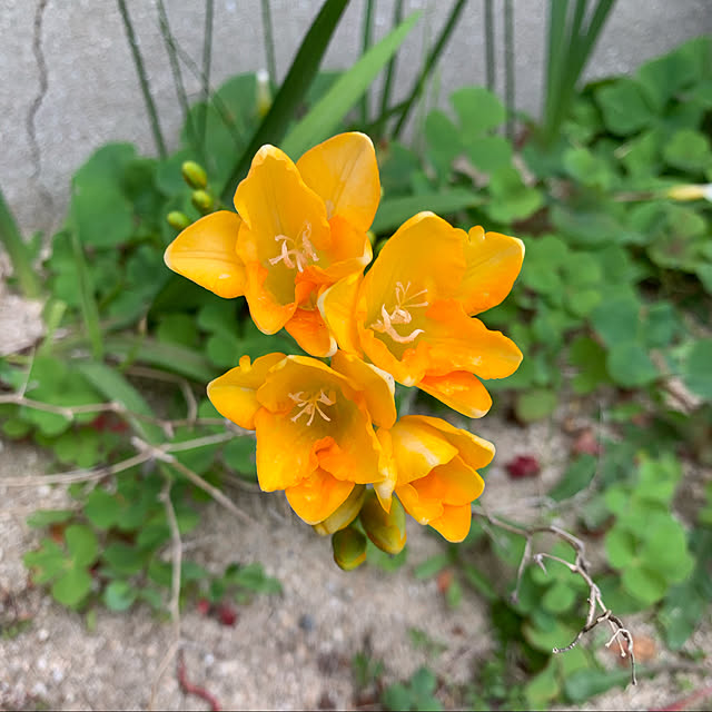 h_home.hさんの実例写真