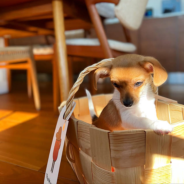 casa_omameさんの実例写真