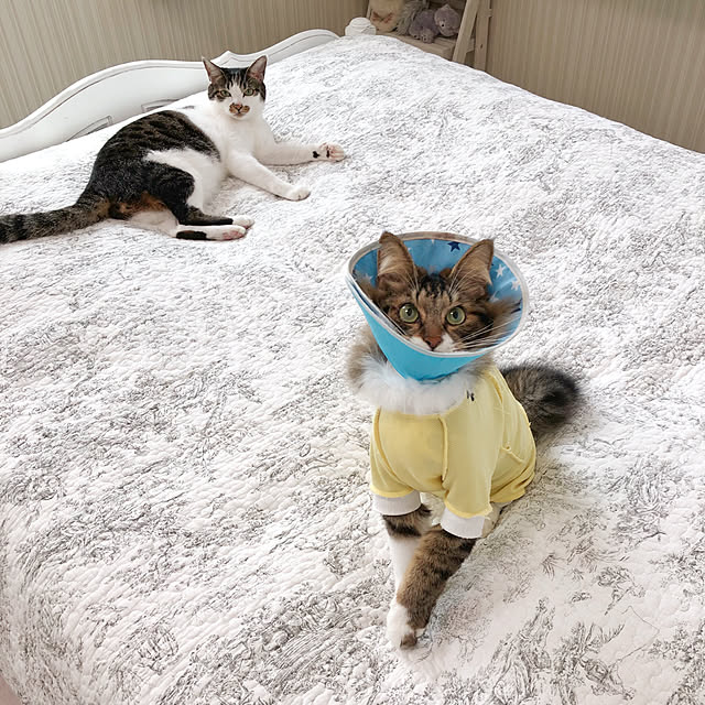 yuchiさんの実例写真