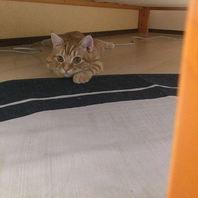 nekoさんの実例写真