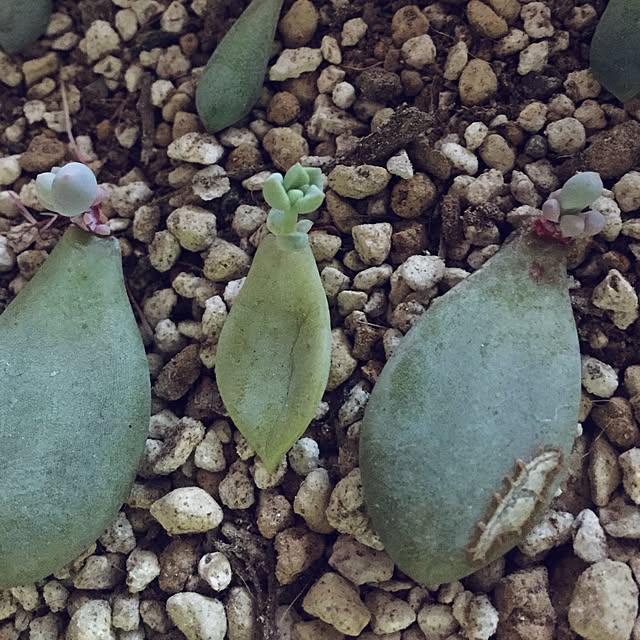chi303さんの実例写真