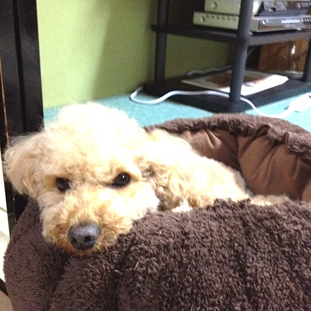 mocosanさんの実例写真