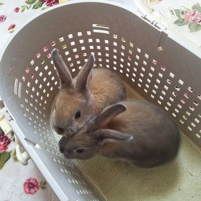yu-ya1124さんの実例写真