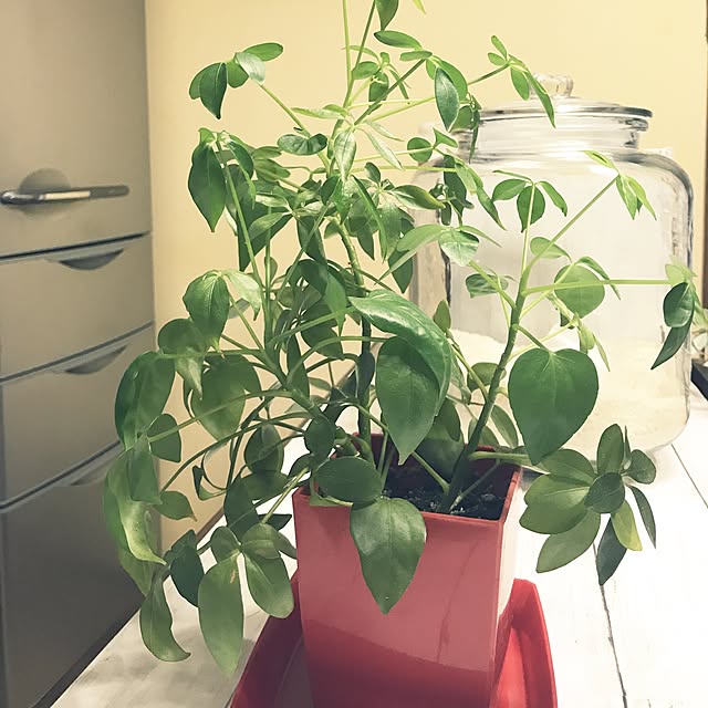 seroriさんの実例写真