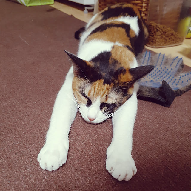 chisaviさんの実例写真