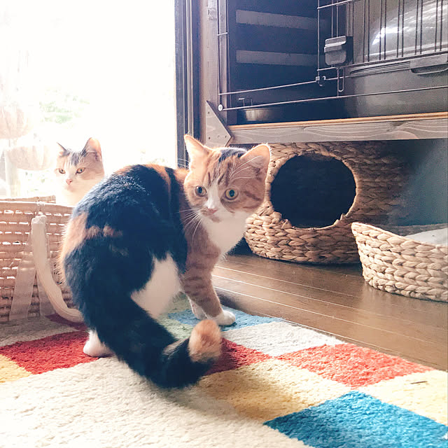 pepeさんの実例写真