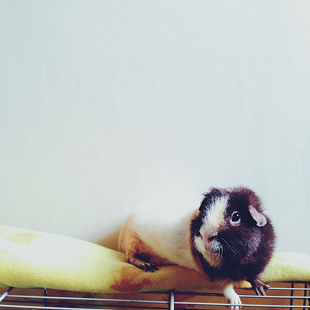 molmiyaさんの実例写真