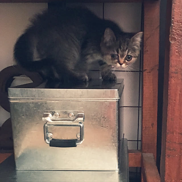 monsoonさんの実例写真