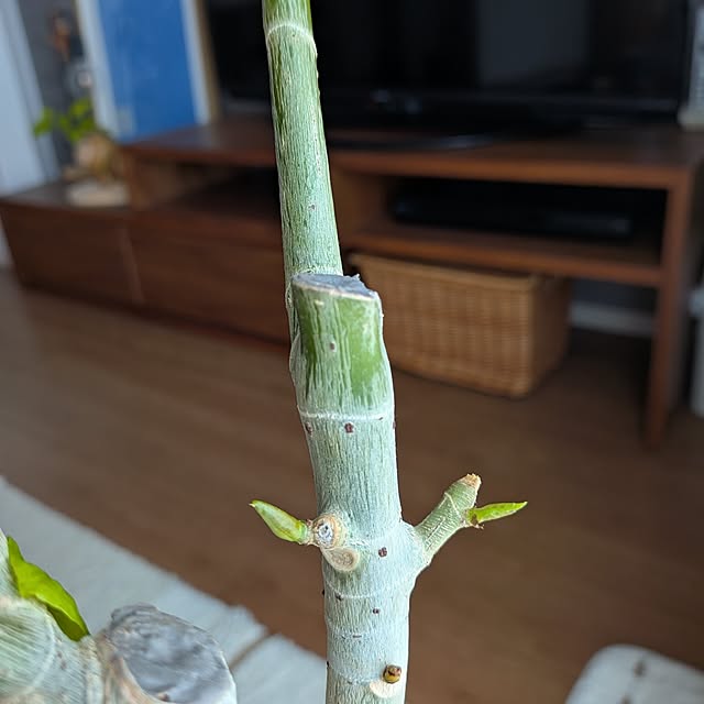 tan5さんの部屋