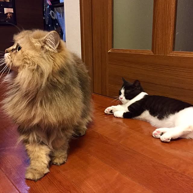 butachanさんの実例写真