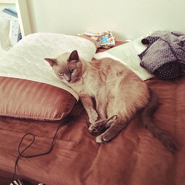 nohaさんの実例写真