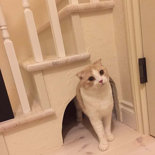 123zzzさんの実例写真