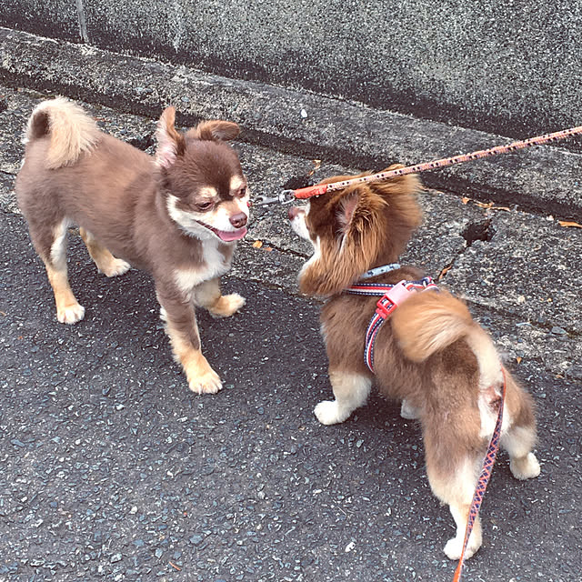 chIoeさんの実例写真