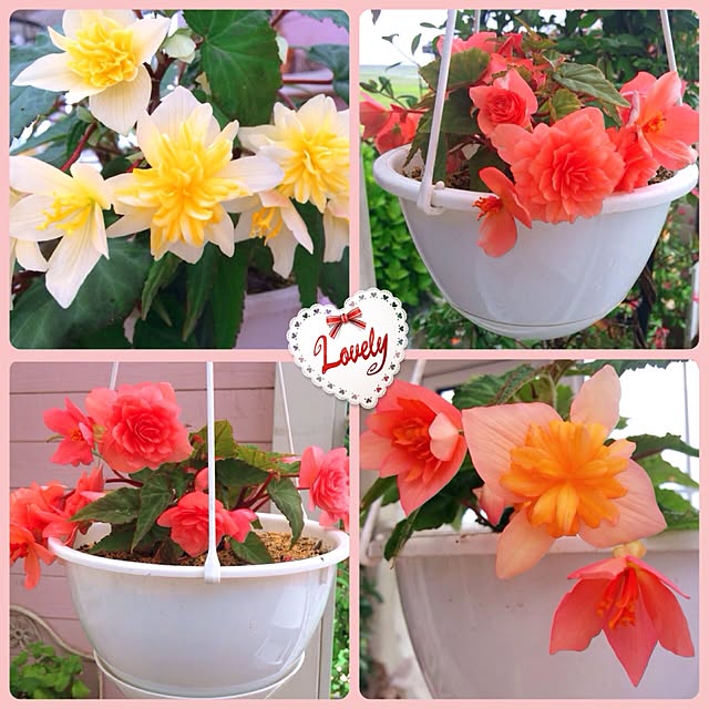 HappyRoseさんの部屋