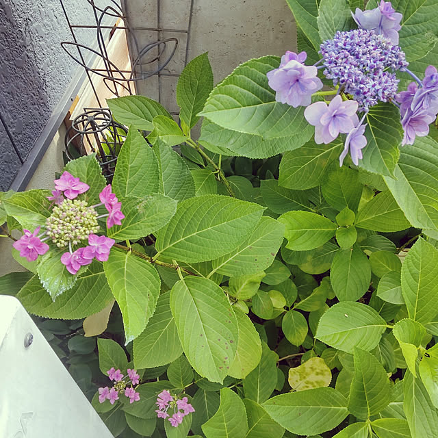 ampinさんの実例写真
