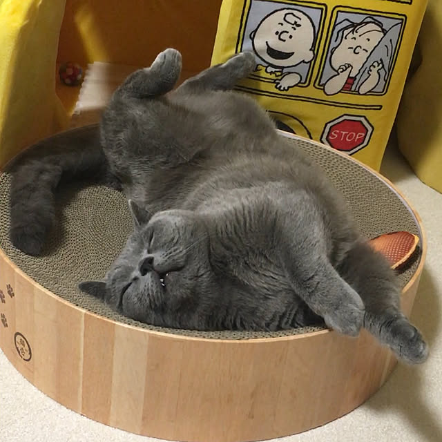 kittyさんの実例写真