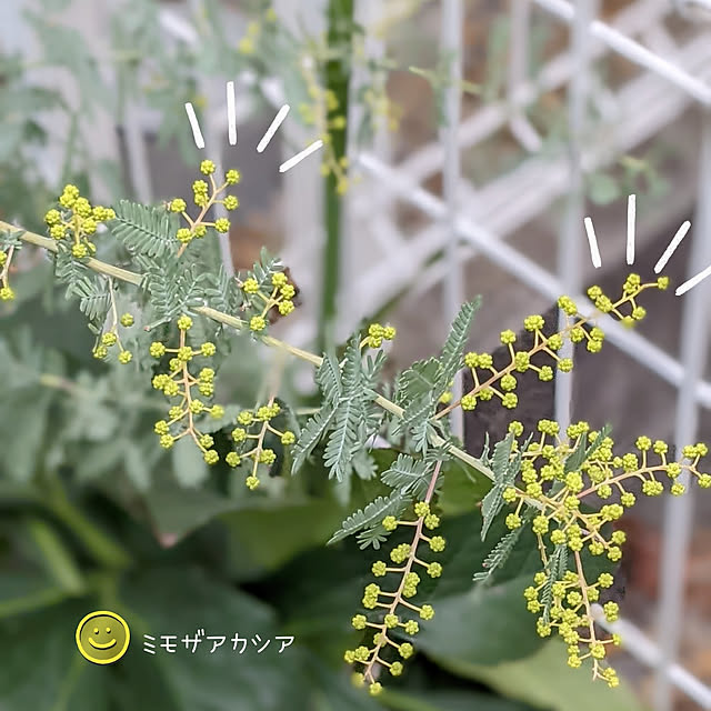 junさんの実例写真