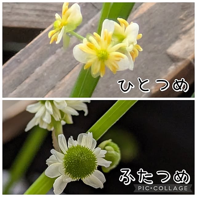 mi-saさんの部屋