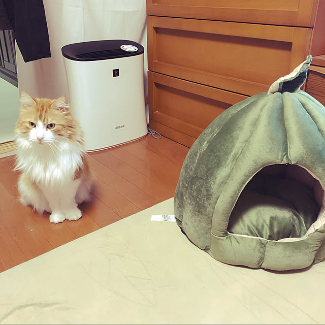 uchidaizuさんの実例写真